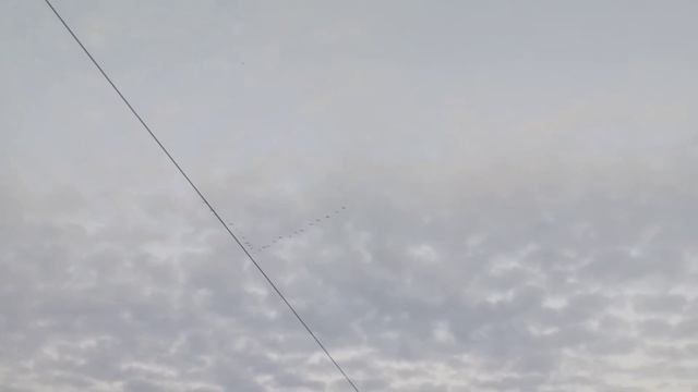 птицы улетают на юг смотреть онлайн