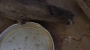 Пятнистый эублефар/Содержание эублефара