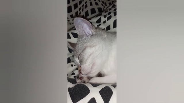 КОТЁНОК КУШАЕТ ВО СНЕ смотреть онлайн