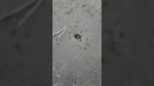 Жәндіктер | Құмырсқа арыстан| Муравьиный лев|Насекомые смотреть онлайн