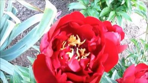 Бакай Белл  Ам. гибрид.