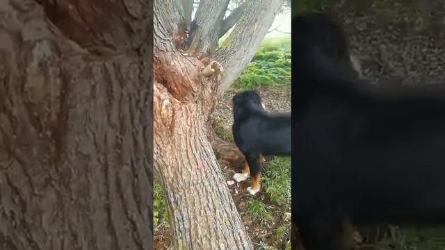 #Собака#Бернский#Зенненхунд#Варя#Нубийские#Козы. Варя охотиться на мышку! 😆😆😆 смотреть онлайн