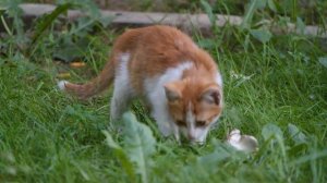 Sounds of amazing wildlife - Animal Planet TV