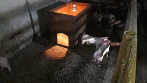 Итоги подкормки поросят, заменителем молока свиноматки.