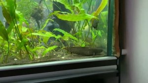 Агрессия со стороны змееголова красная луна к змееголову блехера.