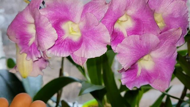 Цветение дендро-фаленопсиса в ноябре. смотреть онлайн