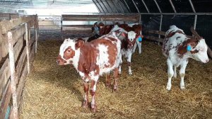 Показываю лошадку