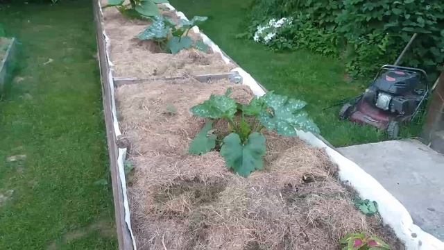 Кабачки от А до Я природном земледелии. смотреть онлайн