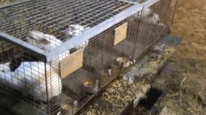 Клетка для Кролика самца