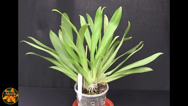 2020 Project Orchids - Update 2, Pt 4 - The Cooler/Shady Ones смотреть онлайн