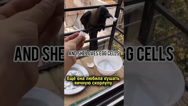 Это всего лишь немного черного юмора)