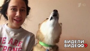 Сиба-ину с идеальным музыкальным вкусом. Видели видео? Фрагмент выпуска от 07.01.2020