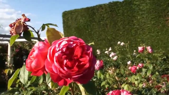 Rose Benjamin Britten (Бенджамин Бриттен роза) смотреть онлайн