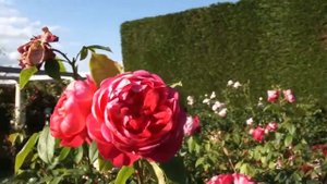 Rose Benjamin Britten (Бенджамин Бриттен роза)