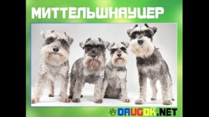 Миттельшнауцер - Немецкая порода
