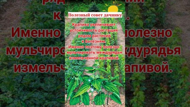 полезный совет дачнику