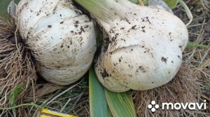 ЧЕСНОК МЕДВЕЖИЙ КОГОТЬ // УРОЖАЙ 2024 Г