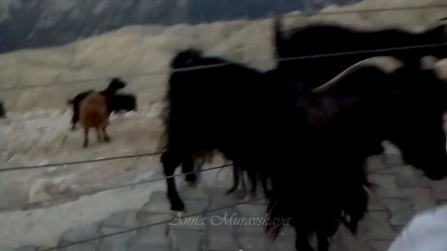 ТУРЦИЯ ГОРНЫЕ КОЗЫ ЛЮБИТЕЛИ ВКУСНЯШЕК. ГОРА ТАХТАЛЫ смотреть онлайн