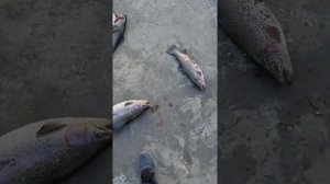 как отличить ,определить самца форели от самки