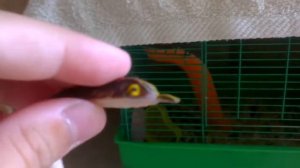 Обзор на резиновые игрушки