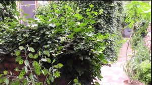 ПЛЮЩ ВЬЮЩЕЕСЯ РАСТЕНИЕ В ФИТОДИЗАЙНЕ.  КАК ЧАСТО СТРИЧЬ ПЛЮЩ!?