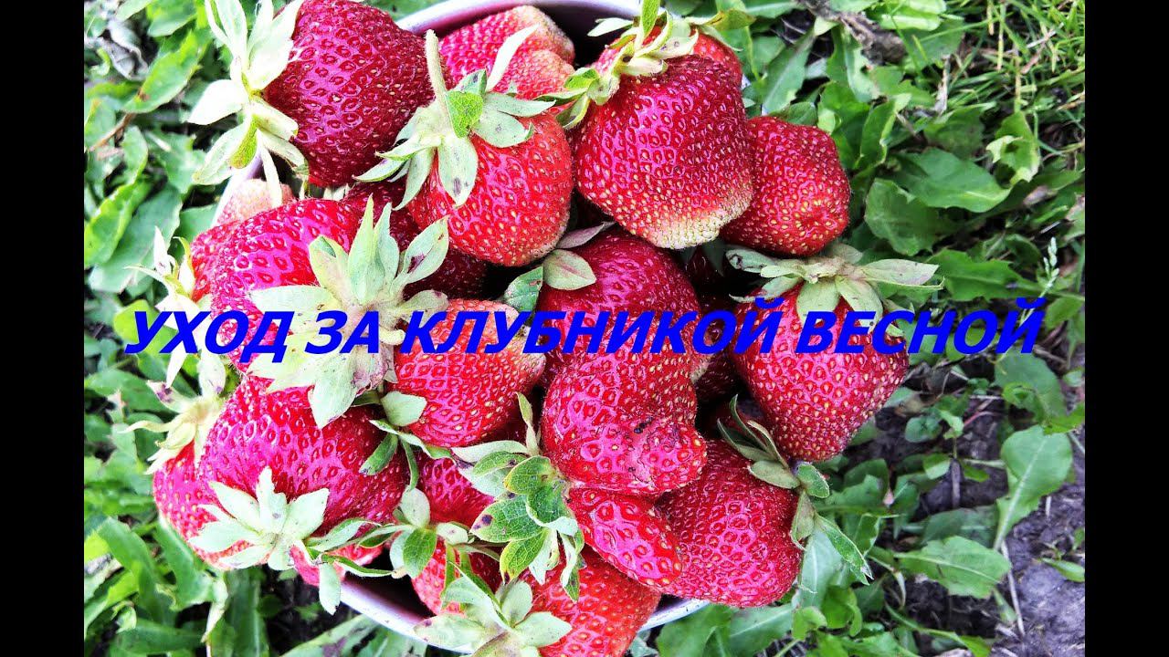 УХОД ЗА КЛУБНИКОЙ ВЕСНОЙ.ВЫРАЩИВАЕМ СЛАДКИЕ, КРУПНЫЕ, ДУШИСТЫЕ ЯГОДЫ.ПОЗАБОТИМСЯ Об УРОЖАЕ...СЕЙЧАС. смотреть онлайн