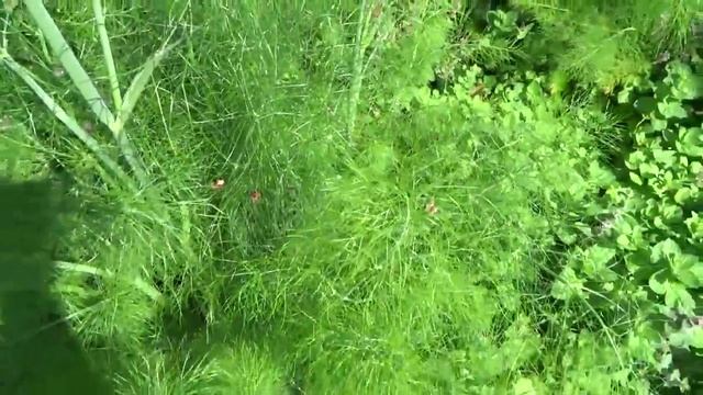 Что такое фенхель в Сибири? Приправа или декоративное растение? смотреть онлайн