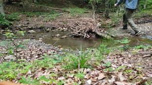 04.07.23 Перевал ангарский,белые грибы.