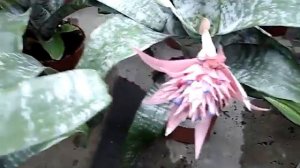 Tsvetok bromeliya ukhod v domashnikh usloviyakh