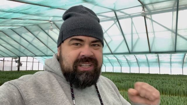 Выгонка Тюльпанов 5.02.2022 тайна раскрыта , секреты в выгонке тюльпана , подкормка. смотреть онлайн