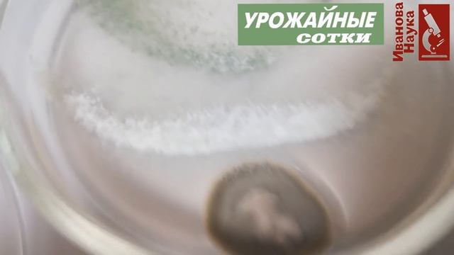 Какую же триходерму использовать для защиты? Какая же разная она - триходерма!