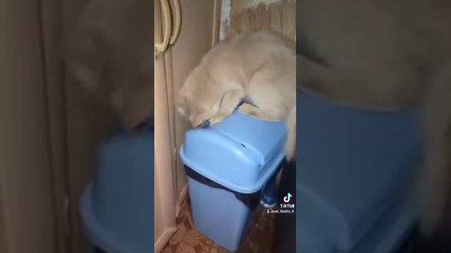 Дайте медаль тому кто придумал это чудо  кота гений cat catvideos юмор interactive