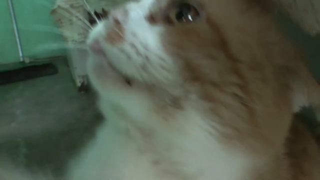 Наш домашний кот смотреть онлайн