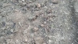 О чесноке и курином помёте