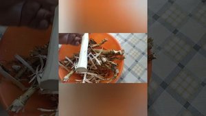 Как почистить корень Хрена без слез