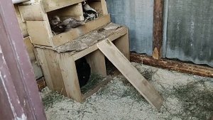 Индоутки. Разделение на два племени.