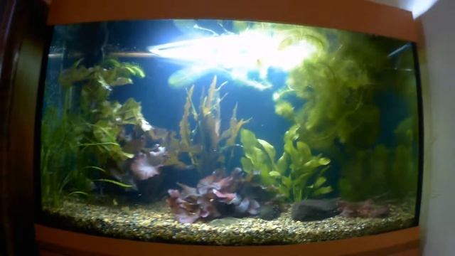 Аквариум, РЫБЫ ПОГИБЛИ ЗА 10 МИНУТ. смотреть онлайн