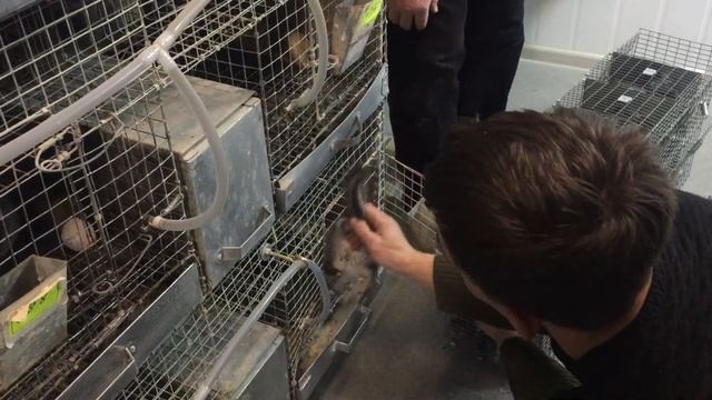 Шиншиллы//Партнёрство с Шиншилловой фермой Ретас смотреть онлайн