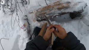 Ставим кулемки на соболя с ароматизатором