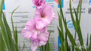 Какие выросли помидоры?18.07.24