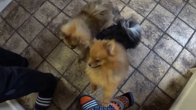 КАК ИСКУПАТЬ ШПИЦА? КУПАЕМ ШПИЦА ЛУНУ. Как искупать собаку в домашних условиях? смотреть онлайн