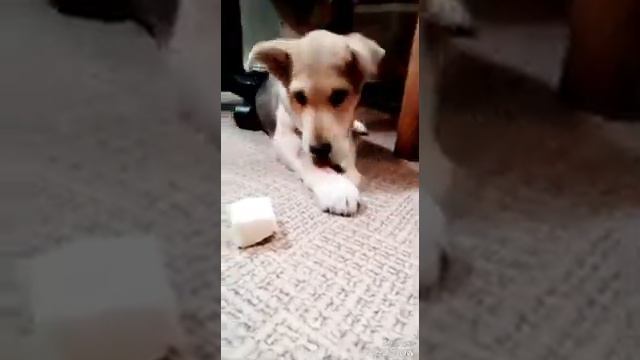 Амур ест капусту смотреть онлайн