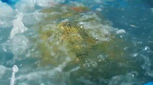 Торус ДВ - добывающая живые моллюски на Дальнем Востоке.