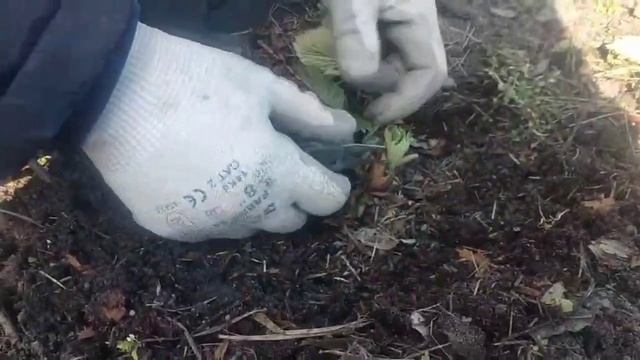 Первые весенние роботы на клубнике! смотреть онлайн