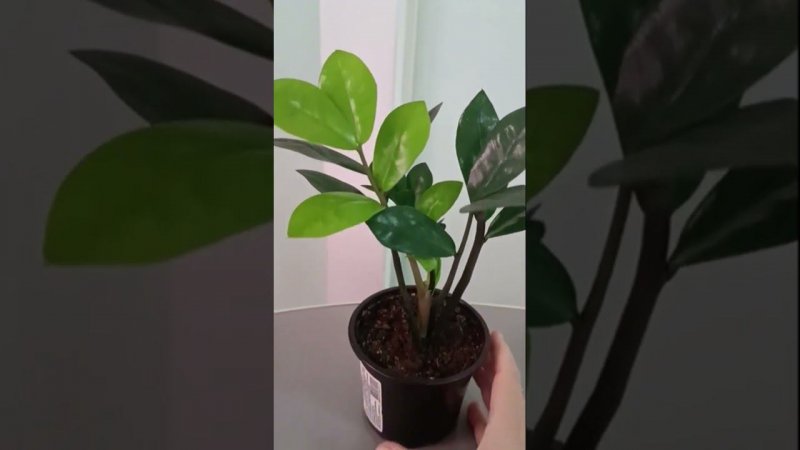 #цветочкинаработе #замиокулькас  #долларовоедерево
