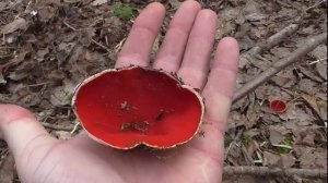 Только красные грибы вокруг.mp4