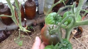 Чёрное сердце бреда томат