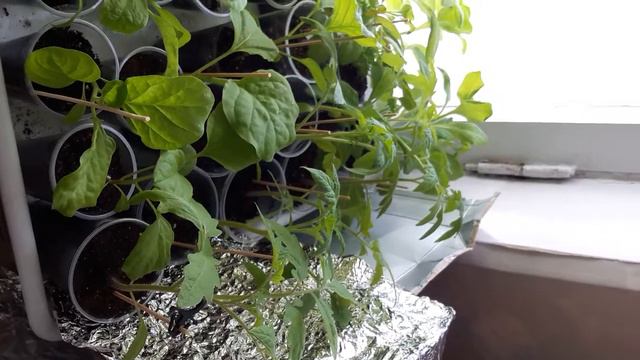 Прививка баклажана на помидор. Через 3 недели. смотреть онлайн