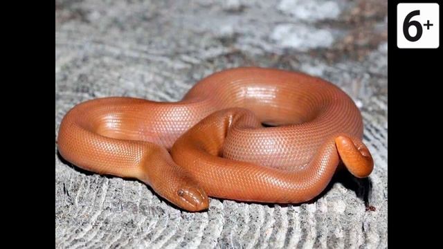 Удивительные соседи. Резиновая змея. смотреть онлайн