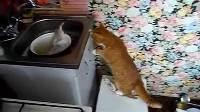 Смотреть Кот и Живая Рыба; онлайн смотреть онлайн